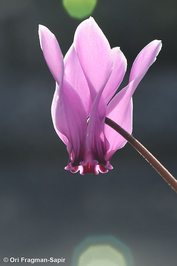 Cyclamen graecum  Cyclamen graecum,Fall,Geotagged,Greece,Greek Cyclamen