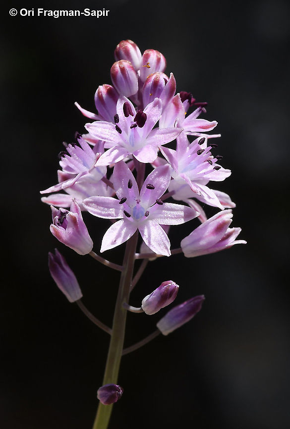 Prospero autumnale  Autumn-flowering squill,Fall,Geotagged,Greece,Prospero autumnale