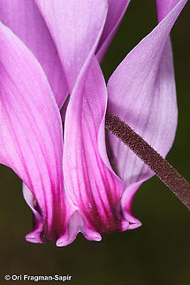 Cyclamen graecum  Cyclamen graecum,Fall,Geotagged,Greece,Greek Cyclamen