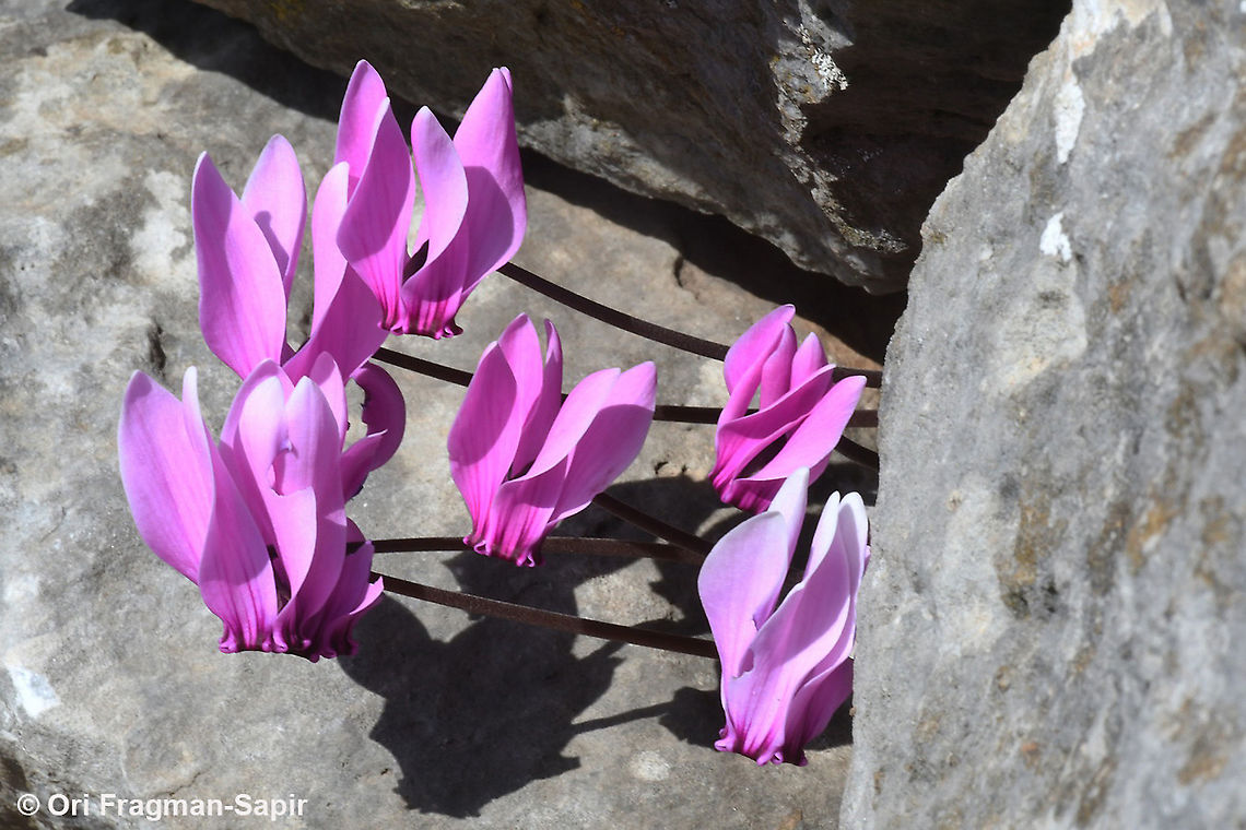 Cyclamen graecum  Cyclamen graecum,Fall,Geotagged,Greece,Greek Cyclamen