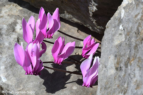 Cyclamen graecum  Cyclamen graecum,Fall,Geotagged,Greece,Greek Cyclamen