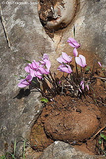 Cyclamen graecum  Cyclamen graecum,Fall,Geotagged,Greece,Greek Cyclamen