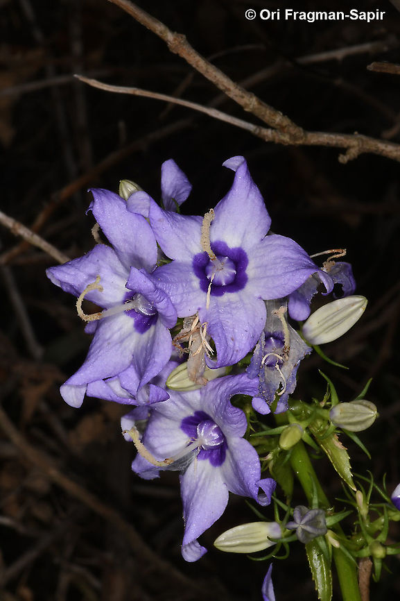 Campanula versicolor  Campanula versicolor,Fall,Geotagged,Greece