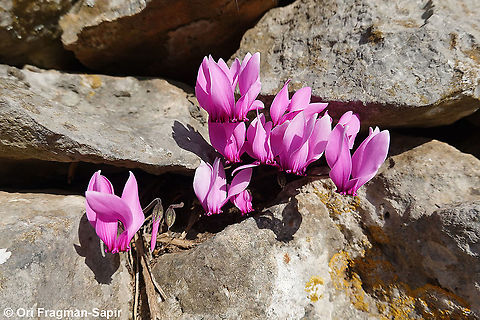 Cyclamen graecum  Cyclamen graecum,Fall,Geotagged,Greece,Greek Cyclamen