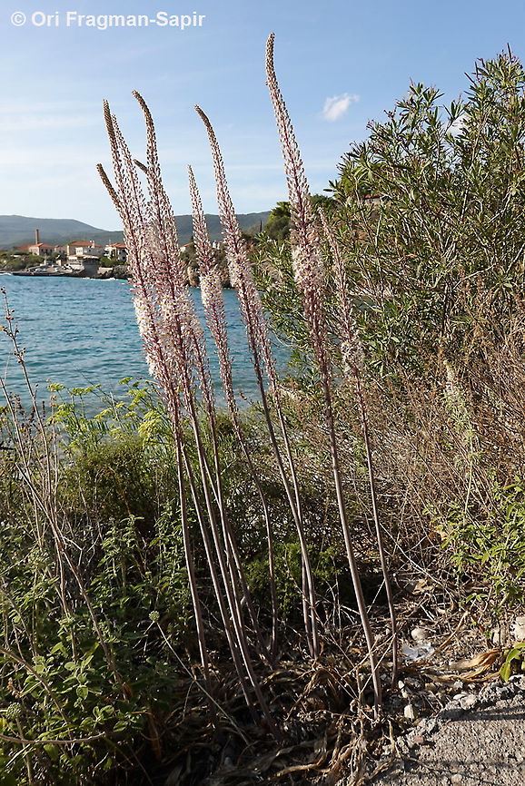 Drimia numidica  Drimia numidica,Fall,Geotagged,Greece