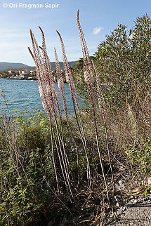 Drimia numidica  Drimia numidica,Fall,Geotagged,Greece