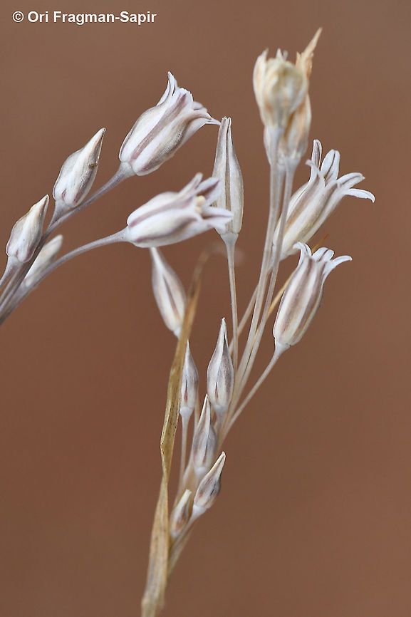 Allium hirtovaginatum  Allium hirtovaginatum,Fall,Geotagged,Greece