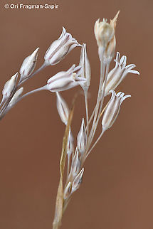 Allium hirtovaginatum  Allium hirtovaginatum,Fall,Geotagged,Greece