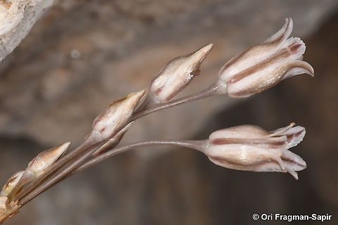 Allium hirtovaginatum  Allium hirtovaginatum,Fall,Geotagged,Greece