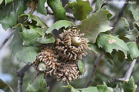 Quercus macrolepis  Fall,Geotagged,Greece,Quercus macrolepis,Valonia oak