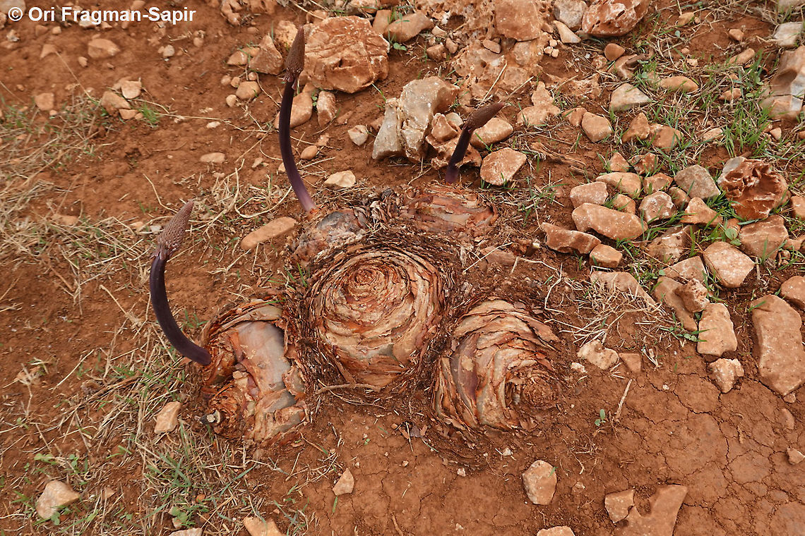Drimia numidica  Drimia numidica,Fall,Geotagged,Greece