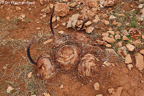 Drimia numidica  Drimia numidica,Fall,Geotagged,Greece