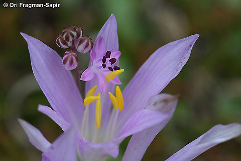 Colchicum peloponnesiacum and Prospero autumnalis  Colchicum peloponnesiacum,Fall,Geotagged,Greece