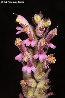 Odontites vernus  Fall,Geotagged,Greece,Odontites vernus