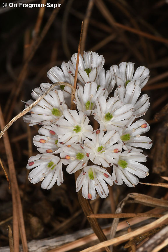 Allium callimischon  Allium callimischon,Fall,Geotagged,Greece