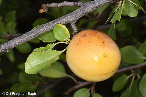 Prunus cerasifera  Cherry plum,Fall,Geotagged,Greece,Prunus cerasifera