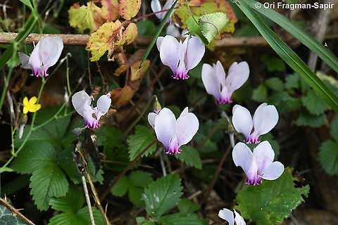 Cyclamen hederifolium  Cyclamen hederifolium,Fall,Geotagged,Greece,Ivy-leaved cyclamen