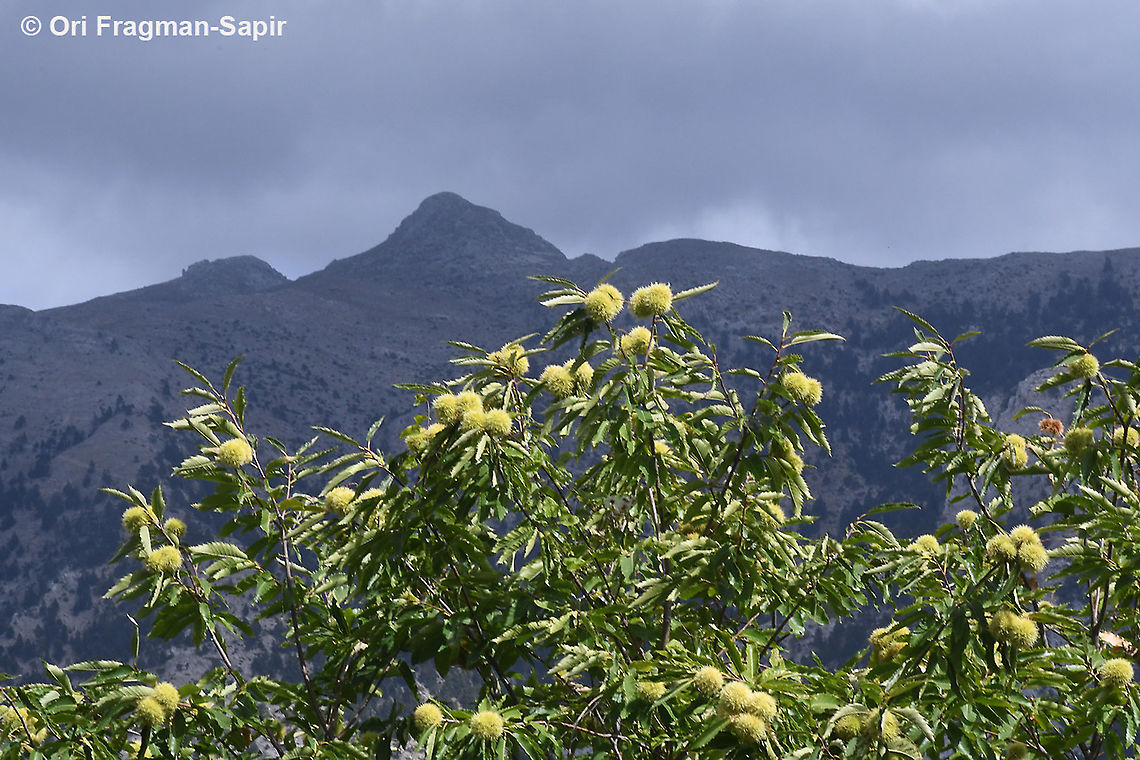 Castanea sativa  Castanea sativa,Fall,Geotagged,Greece,Sweet Chestnut
