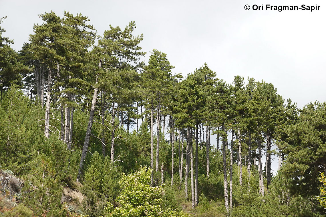 Pinus nigra  European black pine,Pinus nigra