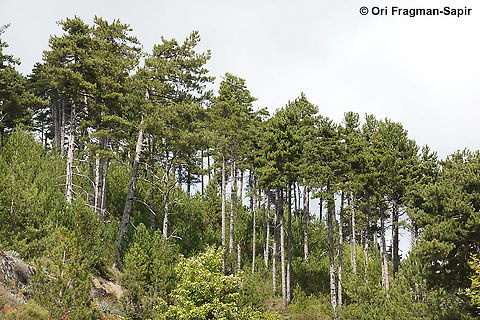 Pinus nigra  European black pine,Pinus nigra