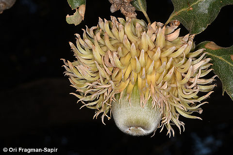 Quercus macrolepis  Fall,Geotagged,Greece,Quercus macrolepis,Valonia oak