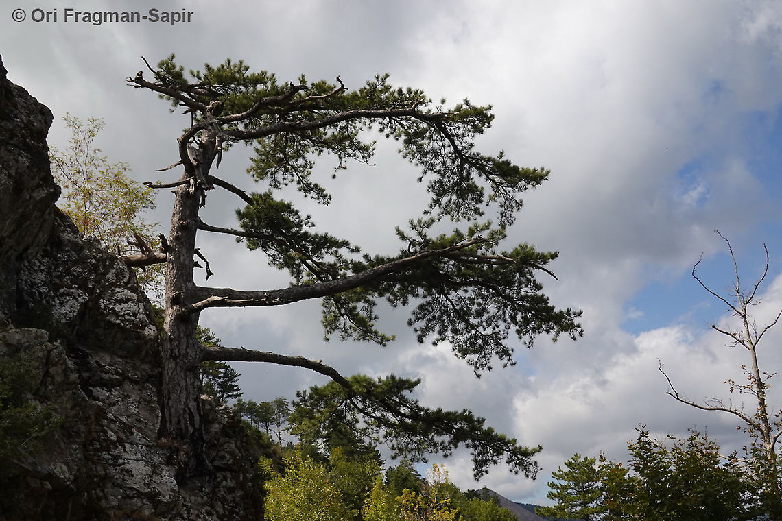 Pinus nigra  European black pine,Fall,Geotagged,Greece,Pinus nigra