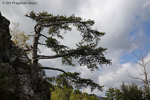 Pinus nigra  European black pine,Fall,Geotagged,Greece,Pinus nigra