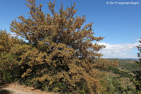 Acer sempervirens  Acer sempervirens,Cretan maple,Fall,Geotagged,Greece