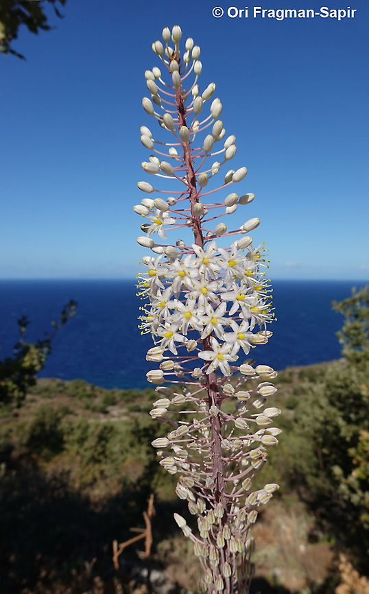 Drimia numidica  Drimia numidica,Fall,Geotagged,Greece