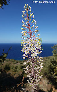 Drimia numidica  Drimia numidica,Fall,Geotagged,Greece