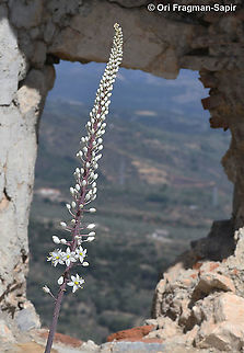 Drimia numidica  Drimia numidica,Fall,Geotagged,Greece