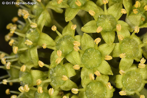 Hedera helix  English ivy,Fall,Geotagged,Greece,Hedera helix