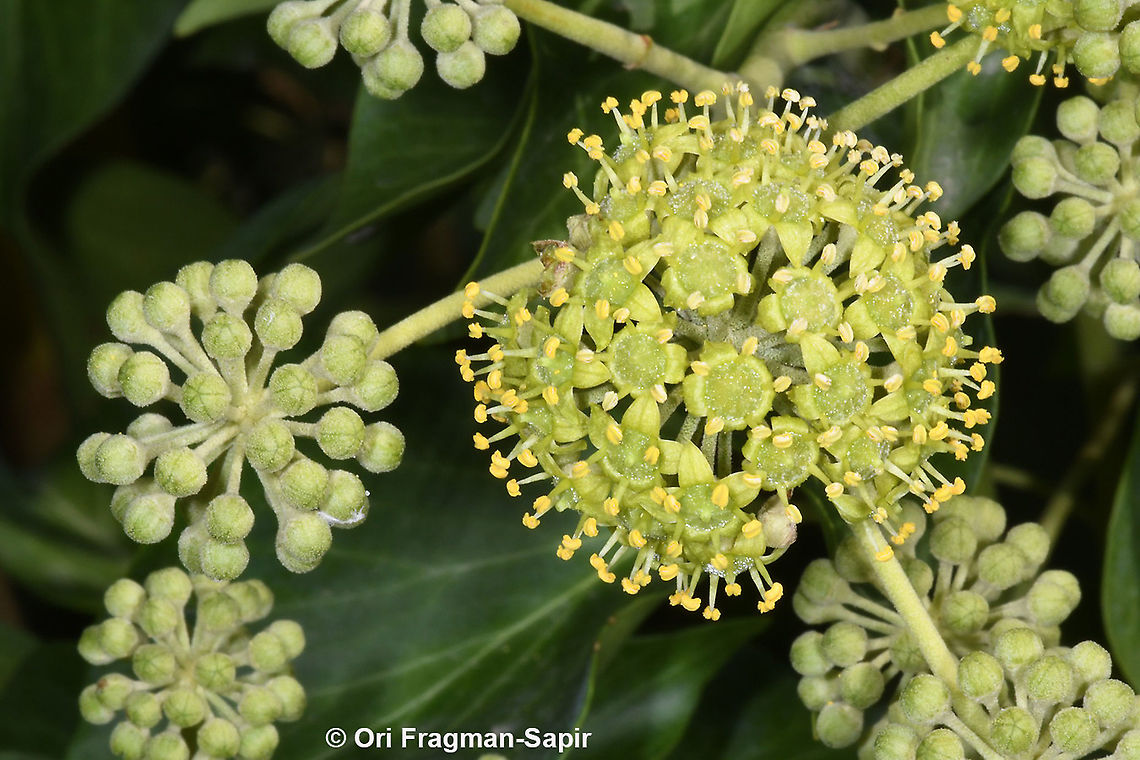 Hedera helix  English ivy,Fall,Geotagged,Greece,Hedera helix