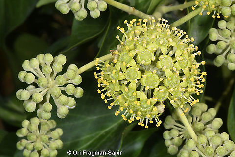 Hedera helix  English ivy,Fall,Geotagged,Greece,Hedera helix