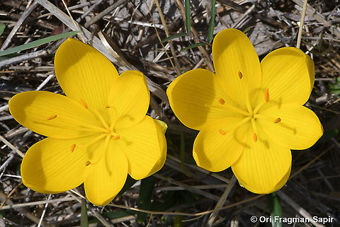 Sternbergia lutea  Fall,Fall daffodil,Geotagged,Greece,Lily-of-the-field,Sternbergia lutea