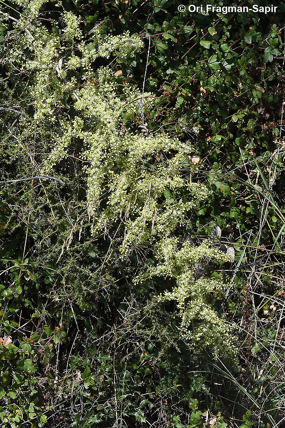 Asparagus aphyllus  Asparagus aphyllus,Fall,Geotagged,Greece