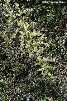 Asparagus aphyllus  Asparagus aphyllus,Fall,Geotagged,Greece