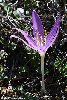 Colchicum boissieri  Colchicum boissieri,Fall,Geotagged,Greece