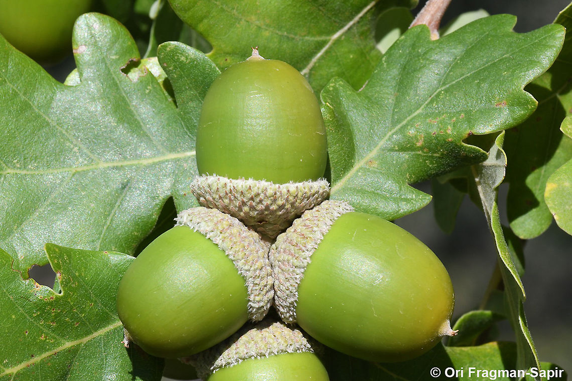 Quercus pubescens  Downy oak,Fall,Geotagged,Greece,Quercus pubescens