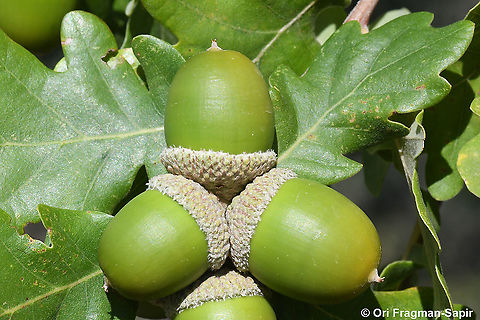 Quercus pubescens  Downy oak,Fall,Geotagged,Greece,Quercus pubescens