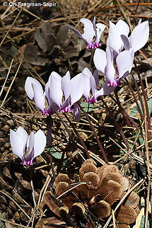 Cyclamen hederifolium  Cyclamen hederifolium,Fall,Geotagged,Greece,Ivy-leaved cyclamen