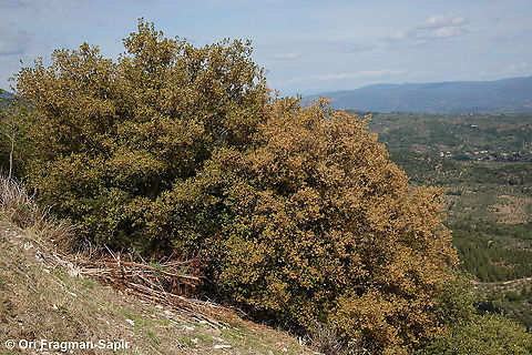 Acer sempervirens  Acer sempervirens,Cretan maple,Fall,Geotagged,Greece