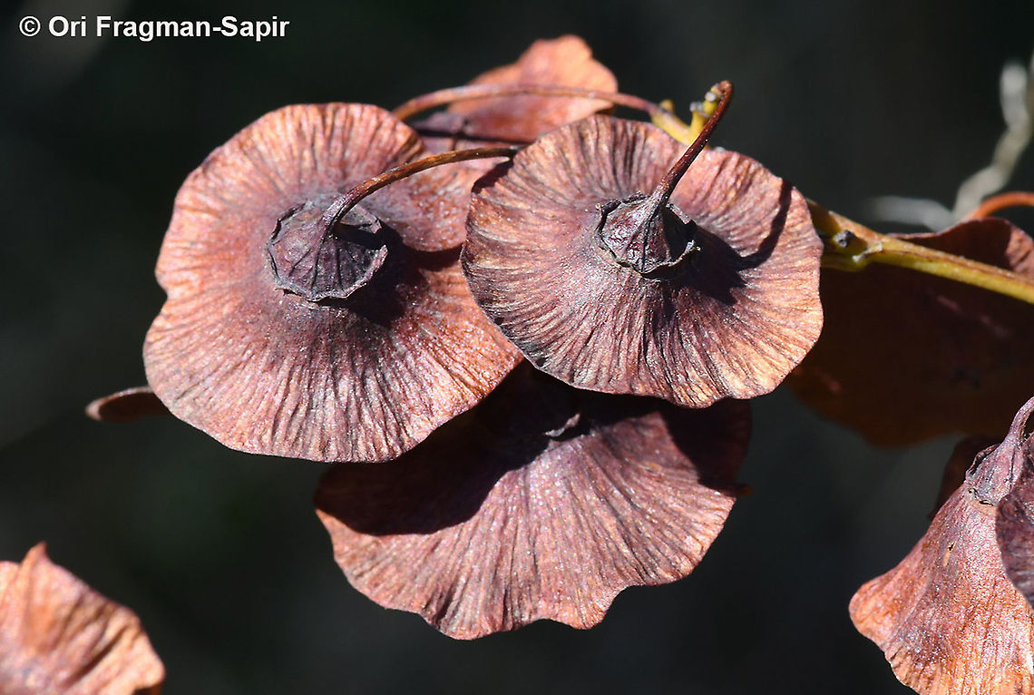 Paliurus spina-christi  Fall,Geotagged,Greece,Paliurus spina-christi