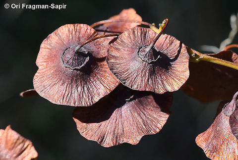 Paliurus spina-christi  Fall,Geotagged,Greece,Paliurus spina-christi