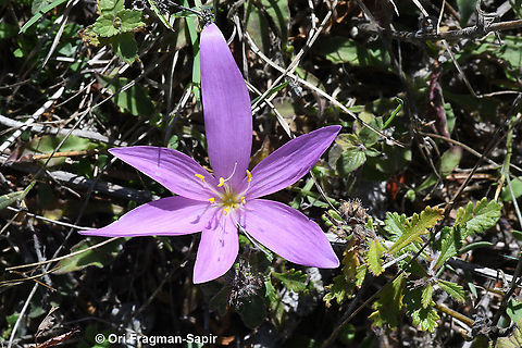 Colchicum boissieri  Colchicum boissieri,Fall,Geotagged,Greece