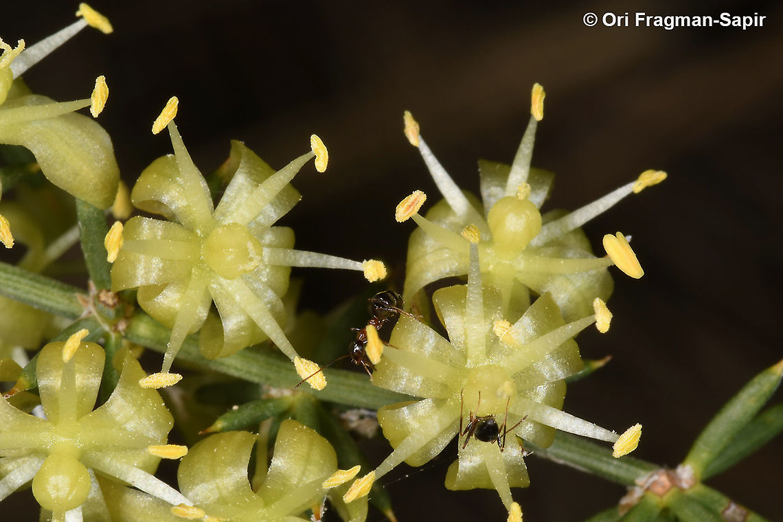 Asparagus aphyllus  Asparagus aphyllus,Fall,Geotagged,Greece