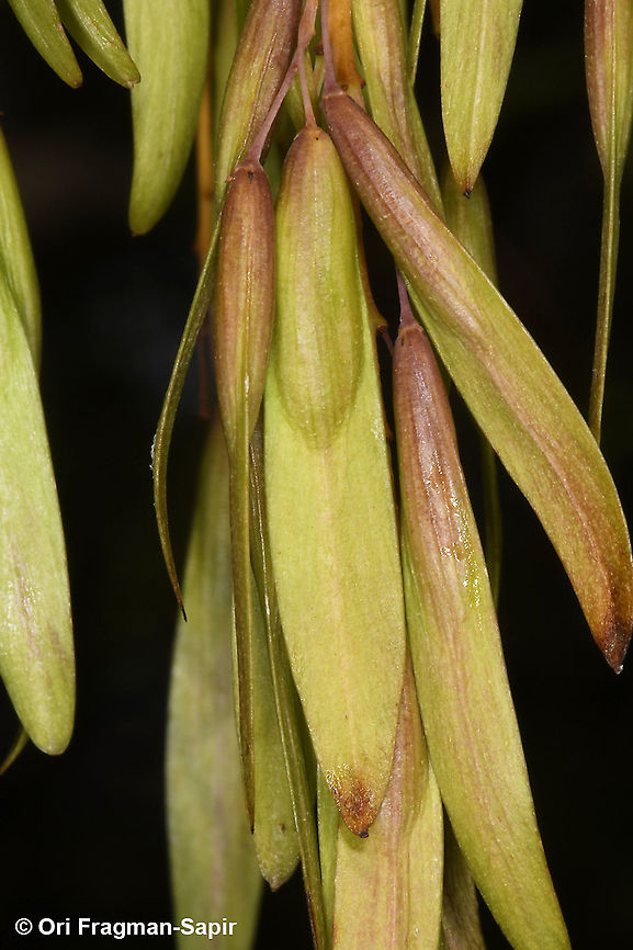 Fraxinus ornus  Fall,Fraxinus ornus,Geotagged,Greece,South European flowering ash