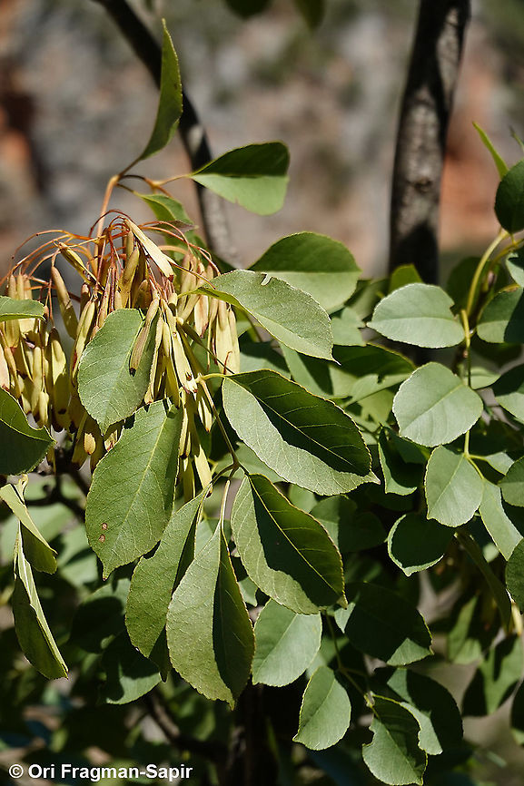 Fraxinus ornus  Fall,Fraxinus ornus,Geotagged,Greece,South European flowering ash