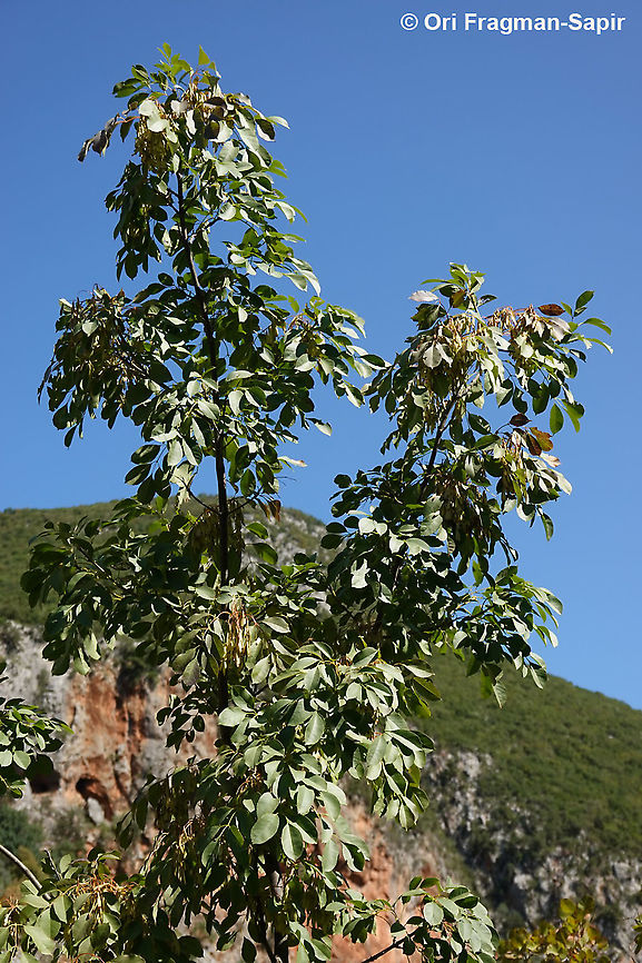 Fraxinus ornus  Fall,Fraxinus ornus,Geotagged,Greece,South European flowering ash