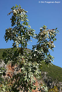 Fraxinus ornus  Fall,Fraxinus ornus,Geotagged,Greece,South European flowering ash